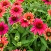 Sombrero® Tres Amigos Coneflower Perennial - Echinacea - Gallon Pot 1 Sombrero® Tres Amigos Coneflower Perennial - Echinacea - Gallon Pot -Healthy Plant Shop tamigoech 14725.1692990106