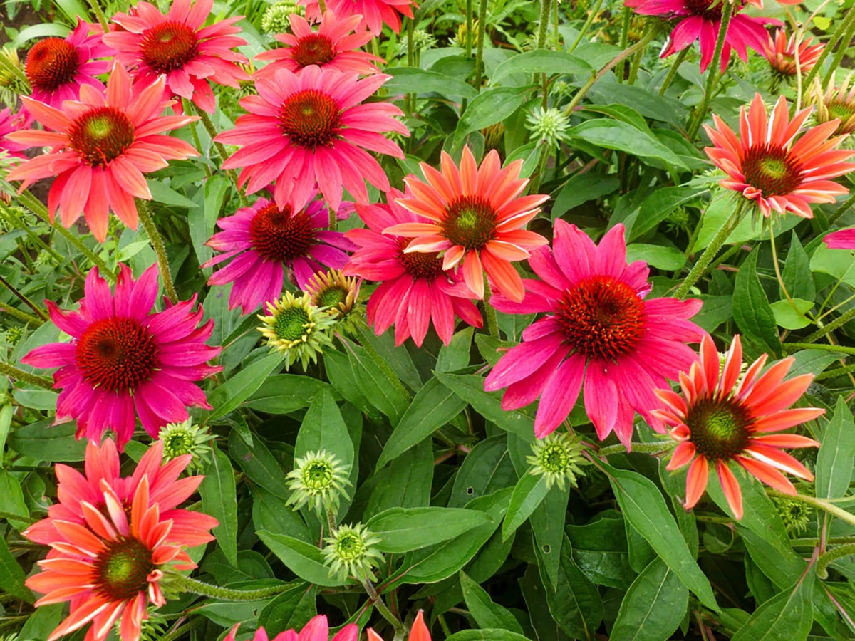 Sombrero® Tres Amigos Coneflower Perennial - Echinacea - Gallon Pot 3 Sombrero® Tres Amigos Coneflower Perennial - Echinacea - Gallon Pot