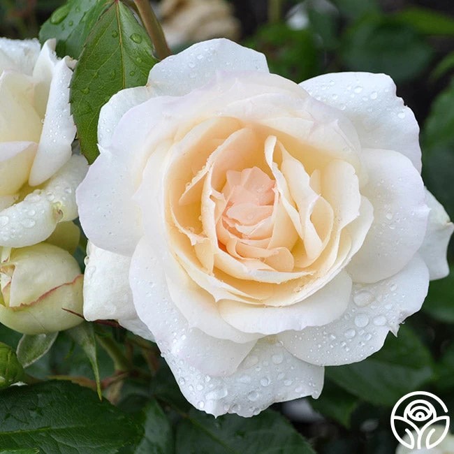 Tchaikovski® 7 Tchaikovski® - Image 5