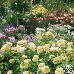 Teasing Georgia™ -Healthy Plant Shop teasing georgia 6 1