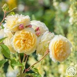 Teasing Georgia™ -Healthy Plant Shop teasing georgia 8