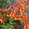 CHICKLET® Orange Trumpet Bush - Tecoma Fulva - Proven Winners - 4" Pot -Healthy Plant Shop tecoma chicklet orange 3 1080 1080 60 71825.1648133912