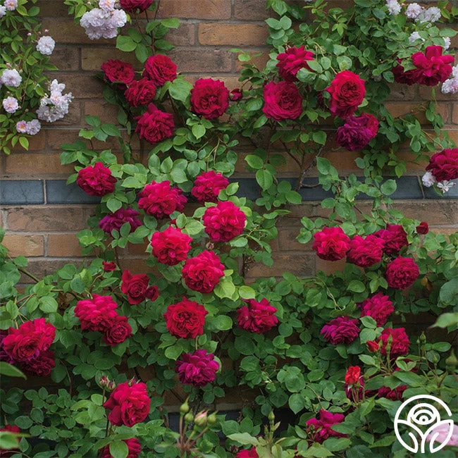 Tess Of The D'Urbervilles® 4 Tess Of The D'Urbervilles® - Image 2