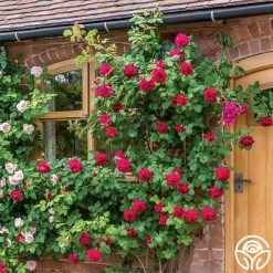 Tess Of The D'Urbervilles® 9 Tess Of The D'Urbervilles® -Healthy Plant Shop tess of the durbervilles 3