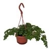 Tiny Pink Begonia Plant - 4" Mini Hanging Basket - Easy To Grow House Plant