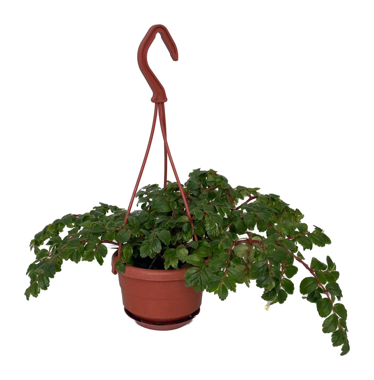 Tiny Pink Begonia Plant - 4" Mini Hanging Basket - Easy To Grow House Plant 3 Tiny Pink Begonia Plant - 4" Mini Hanging Basket - Easy To Grow House Plant