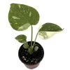 Rare Thai Constellation Philodendron - 4" Pot - Collector's Series -Healthy Plant Shop thaic4in 76162.1683715098