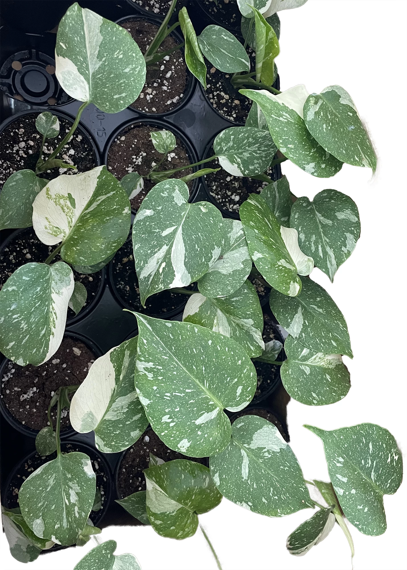 Rare Thai Constellation Philodendron - 4" Pot - Collector's Series 5 Rare Thai Constellation Philodendron - 4" Pot - Collector's Series - Image 3