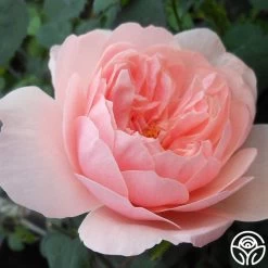 The Alnwick Rose® -Healthy Plant Shop the alnwick rose logo 01