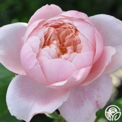 The Alnwick Rose® -Healthy Plant Shop the alnwick rose logo 02