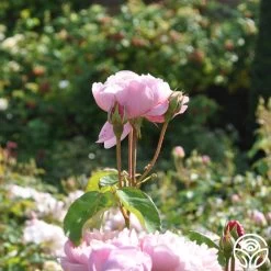 The Alnwick Rose® -Healthy Plant Shop the alnwick rose logo 03
