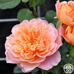 The Impressionist™ 24 The Impressionist™ -Healthy Plant Shop the impressionist 53