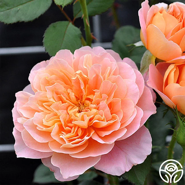 The Impressionist™ 13 The Impressionist™ - Image 11