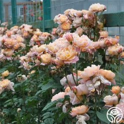 The Impressionist™ 23 The Impressionist™ -Healthy Plant Shop the impressionist 5 1