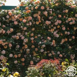 The Impressionist™ 20 The Impressionist™ -Healthy Plant Shop the impressionist 8