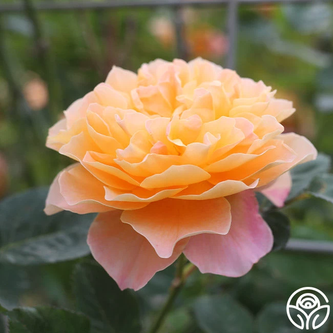 The Impressionist™ 10 The Impressionist™ - Image 8