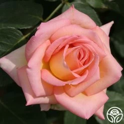 The Lady 18 The Lady -Healthy Plant Shop the lady 11