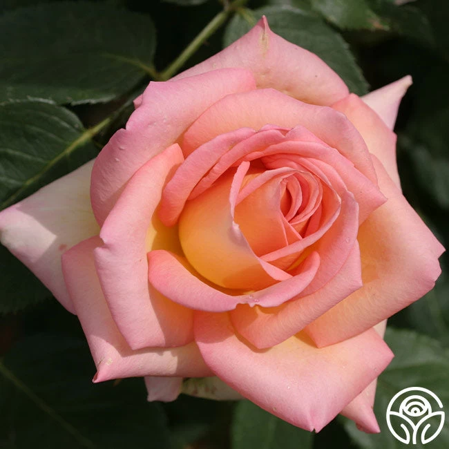 The Lady 10 The Lady - Image 8