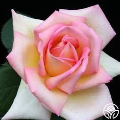 The Lady 19 The Lady -Healthy Plant Shop the lady 1 7