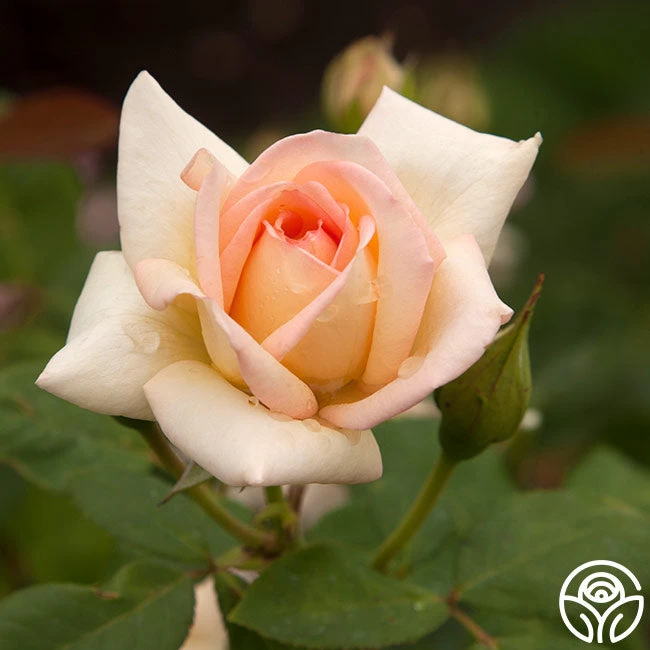 The Lady 7 The Lady - Image 5