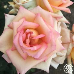 The Lady 16 The Lady -Healthy Plant Shop the lady 3 8