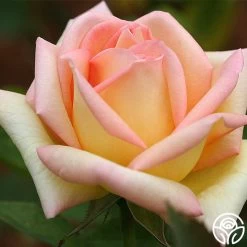 The Lady 17 The Lady -Healthy Plant Shop the lady 5