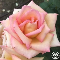 The Lady 13 The Lady -Healthy Plant Shop the lady 6