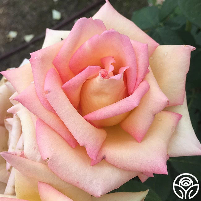 The Lady 5 The Lady - Image 3