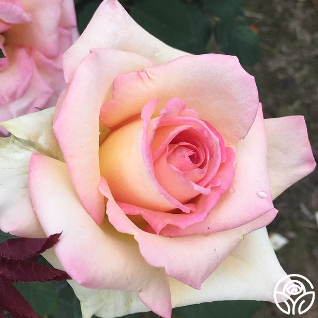 The Lady 4 The Lady - Image 2