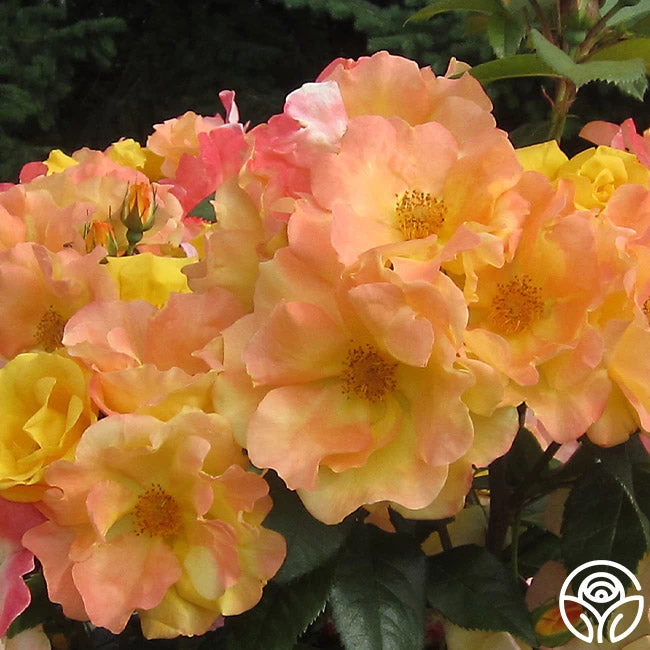 The Magician™ 10 The Magician™ - Image 8