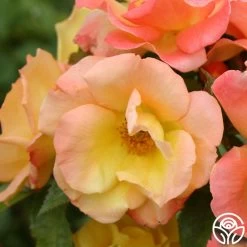 The Magician™ 17 The Magician™ -Healthy Plant Shop the magician 5