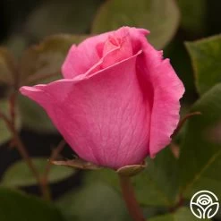The McCartney Rose™ 8 The McCartney Rose™ -Healthy Plant Shop the mccartney rose 5
