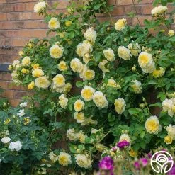 The Pilgrim® 12 The Pilgrim® -Healthy Plant Shop the pilgrim 3