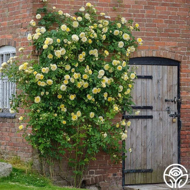 The Pilgrim® 9 The Pilgrim® - Image 7