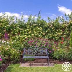 The Pilgrim® 14 The Pilgrim® -Healthy Plant Shop the pilgrim 7