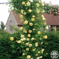 The Pilgrim® 11 The Pilgrim® -Healthy Plant Shop the pilgrim 8