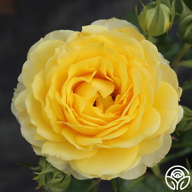 The Poet™ 6 The Poet™ - Image 4