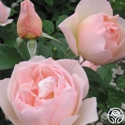 The Shepherdess™ -Healthy Plant Shop the shepherdess 03