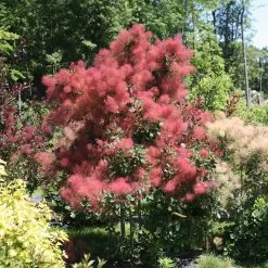 THE VELVET FOG® Smokebush - Cotinus - Red Fall Color! - 4" Pot 10 THE VELVET FOG® Smokebush - Cotinus - Red Fall Color! - 4" Pot -Healthy Plant Shop the velvet fog smokebush cotinus 1 1080 1080 60 29465.1615344723