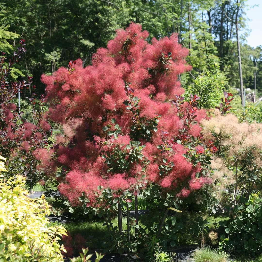 THE VELVET FOG® Smokebush - Cotinus - Red Fall Color! - 4" Pot 6 THE VELVET FOG® Smokebush - Cotinus - Red Fall Color! - 4" Pot - Image 4