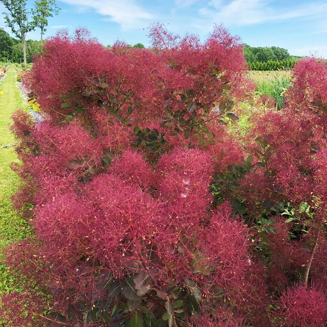 THE VELVET FOG® Smokebush - Cotinus - Red Fall Color! - 4" Pot 4 THE VELVET FOG® Smokebush - Cotinus - Red Fall Color! - 4" Pot - Image 2