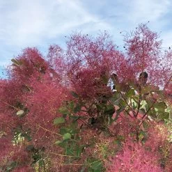 THE VELVET FOG® Smokebush - Cotinus - Red Fall Color! - 4" Pot 9 THE VELVET FOG® Smokebush - Cotinus - Red Fall Color! - 4" Pot -Healthy Plant Shop the velvet fog smokebush cotinus 3 1080 1080 60 20382.1615344722