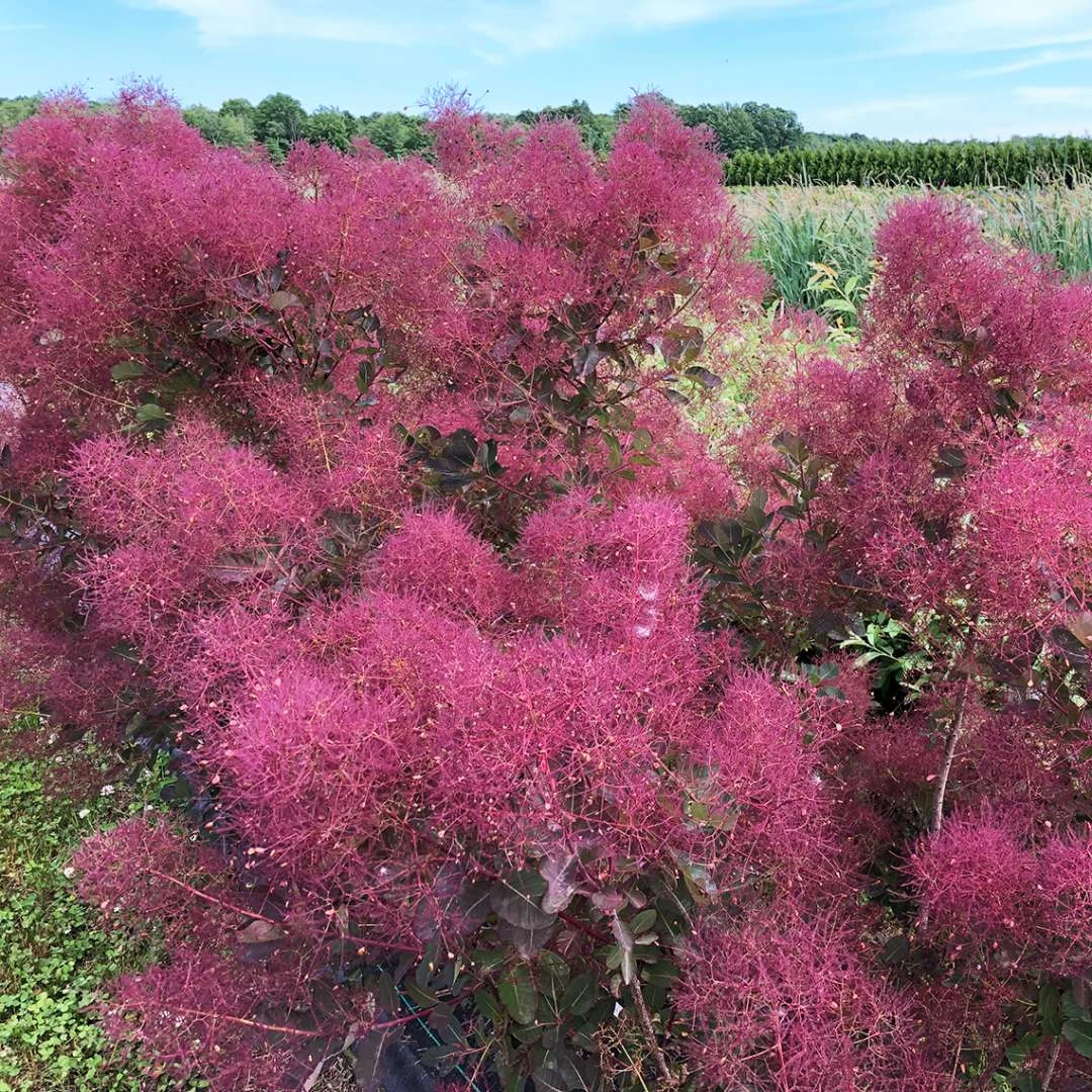 THE VELVET FOG® Smokebush - Cotinus - Red Fall Color! - 4" Pot 7 THE VELVET FOG® Smokebush - Cotinus - Red Fall Color! - 4" Pot - Image 5