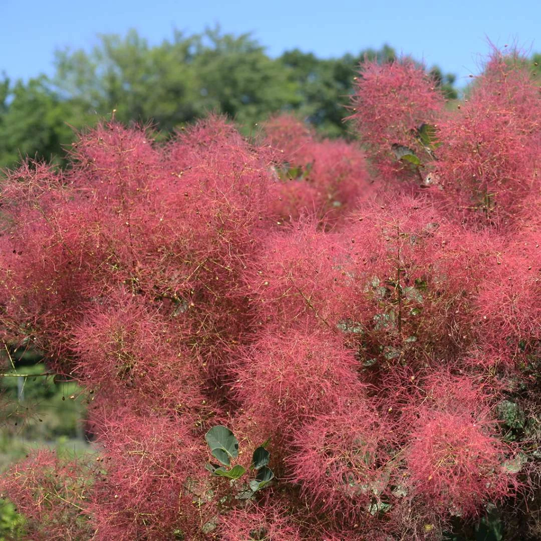 THE VELVET FOG® Smokebush - Cotinus - Red Fall Color! - 4" Pot 3 THE VELVET FOG® Smokebush - Cotinus - Red Fall Color! - 4" Pot