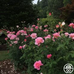 Tiffany -Healthy Plant Shop tiffany 1 8