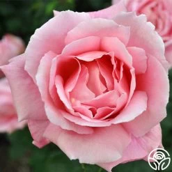 Tiffany -Healthy Plant Shop tiffany 4