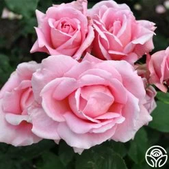 Tiffany -Healthy Plant Shop tiffany 6