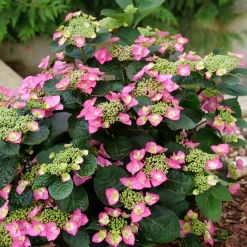 TUFF STUFF TOP FUN™ - Mountain Hydrangea - Hydrangea Serrata - 4" Pot -Healthy Plant Shop top20fun20stuff203 99936.1678996086