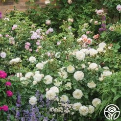 Tranquillity® -Healthy Plant Shop tranquillity 2 2