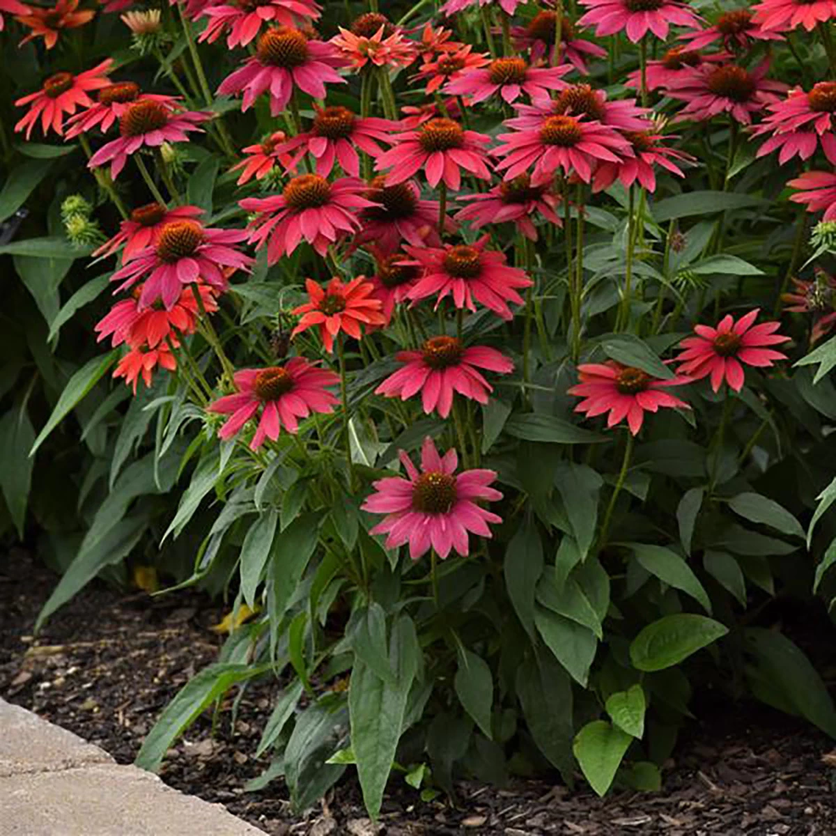 Sombrero® Tres Amigos Coneflower Perennial - Echinacea - Gallon Pot 4 Sombrero® Tres Amigos Coneflower Perennial - Echinacea - Gallon Pot - Image 2